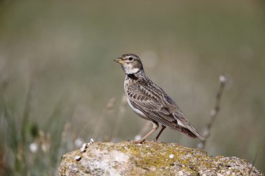 boğmaklı toygar, melanocorypha calandra
