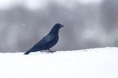leş kargası, corvus corone