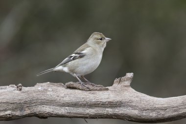 ispinoz, ispinoz coelebs