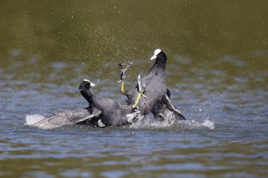 Coot, Fulica atra