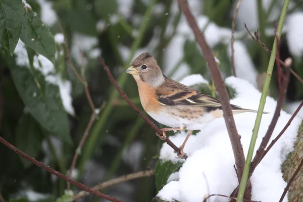 Brambling, Fringilla montifringilla — Stock Photo, Image