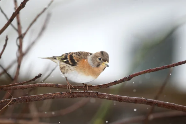 Tentilhão-montês, fringilla montifringilla — Fotografia de Stock