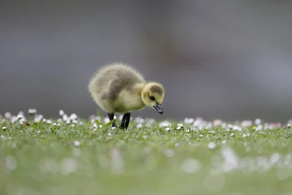 Ganso de Canadá, Branta canadensis — Foto de Stock