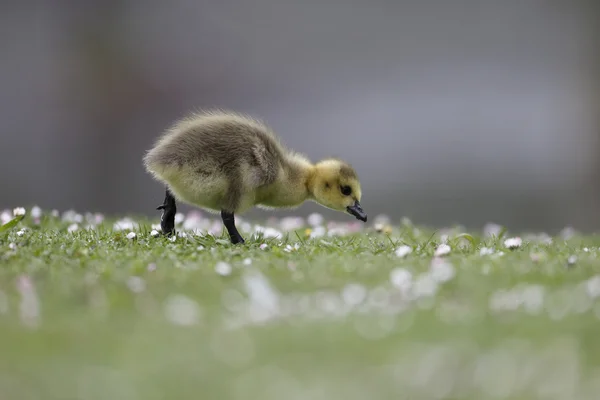 カナダガチョウ,ブランタ・カナデンシス — ストック写真