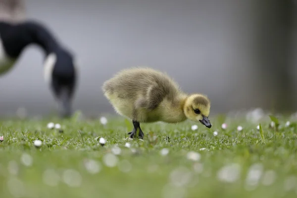 Canada oca, Branta canadensis — Foto Stock