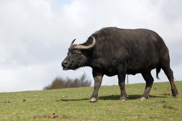Cape buffalo, Syncerus caffer caffer — Stockfoto