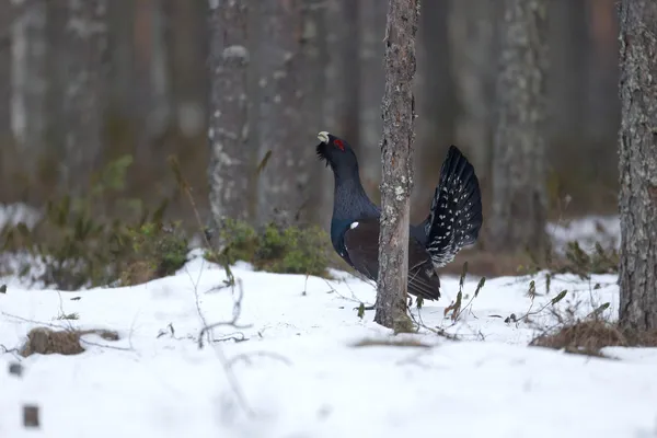 Capercaillie tetrao urogallus — 图库照片