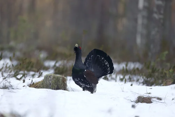 Capercaillie, Tetrao urogallus — Foto de Stock