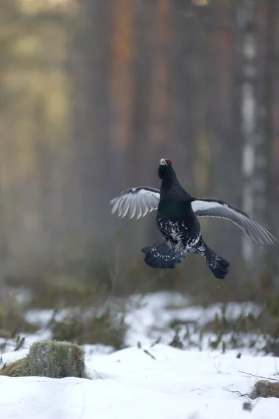 Capercaillie, Tetrao urogallus — Stock Photo, Image