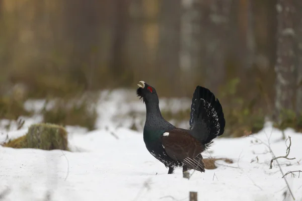 Capercaillie, Tetrao urogallus —  Fotos de Stock