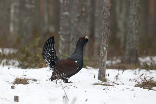 Głuszec, tetrao urogallus — Zdjęcie stockowe