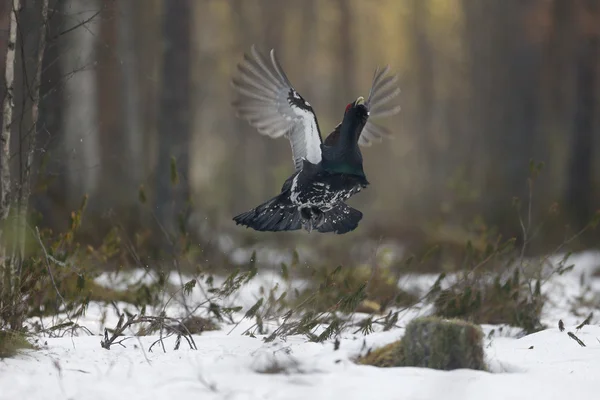 Tjäder, tetrao urogallus — Stockfoto