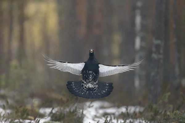 Capercaillie tetrao urogallus — 图库照片