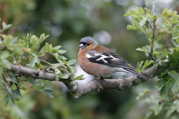 Fringuello, Fringilla coelebs — Foto Stock