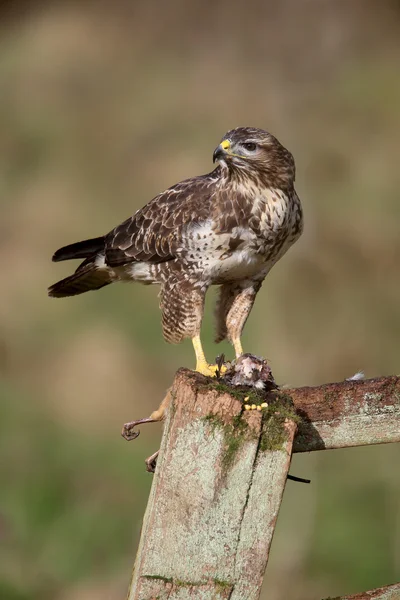 Mäusebussard, Buteo buteo — Stockfoto