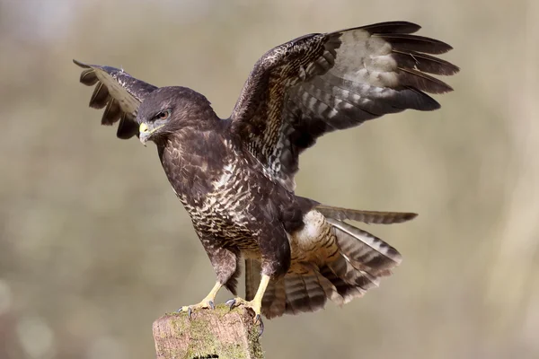 Common Buzzard, 34 года, Buteo — стоковое фото