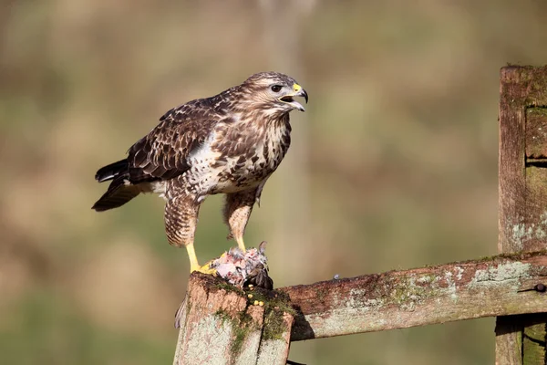 Poiana comune, Buteo buteo — Foto Stock