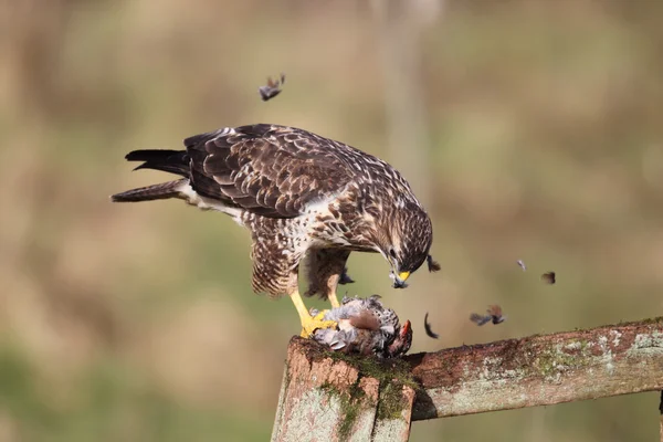 Káně lesní, buteo buteo — Stock fotografie