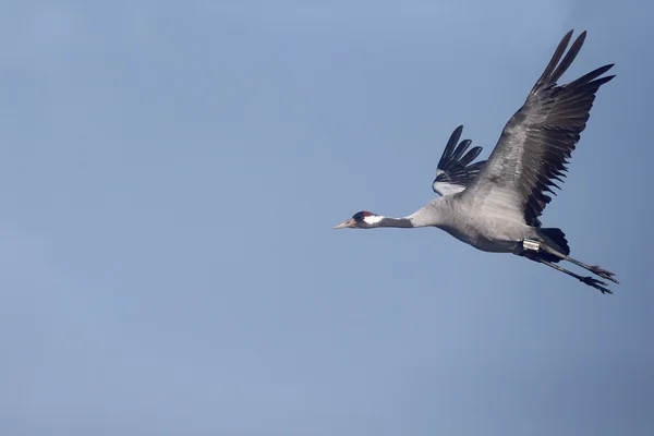 Běžný jeřáb, Grus Grus — Stock fotografie