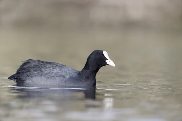 Folaga, fulica atra — Foto Stock