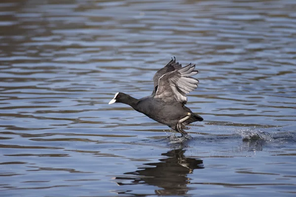 Лысуха fulica atra — стоковое фото