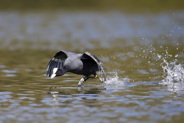 Focha común, fulica atra —  Fotos de Stock