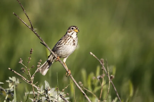 Кукурузная овсянка, Emberiza calandra , — стоковое фото