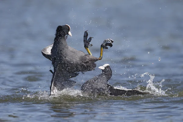 Лысуха fulica atra — стоковое фото