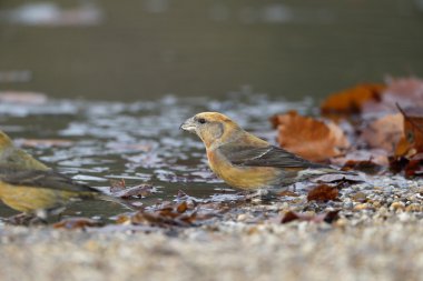 çaprazgaga, loxia curvirostra