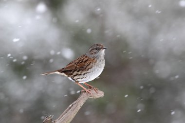Bülbülü ya da hedge serçe, prunella modularis