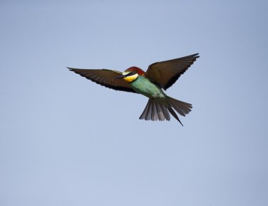 Avrupalı Arı yiyici, Merops apiaster