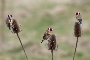 Goldfinch, Carduelis carduelis clipart