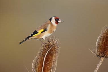 Saka kuşu, carduelis carduelis