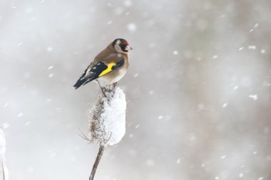 Saka kuşu, carduelis carduelis