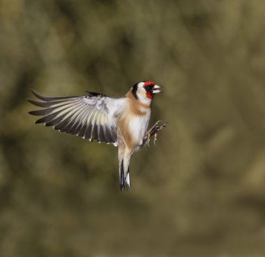 Saka kuşu, carduelis carduelis