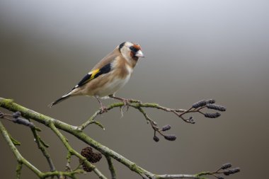 Saka kuşu, carduelis carduelis