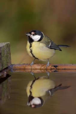 büyük baştankara parus major