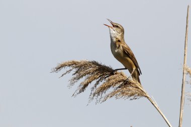 Great-reed warbler, Acrocephalus arundinaceus