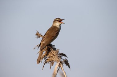 Great-reed warbler, Acrocephalus arundinaceus