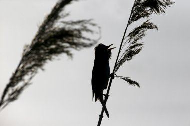 Great-reed warbler, Acrocephalus arundinaceus