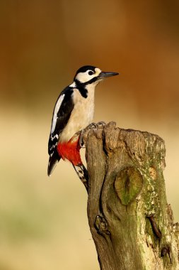 büyük bir ağaçkakan, dendrocopos major
