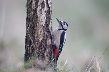 büyük bir ağaçkakan, dendrocopos major