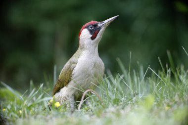Green woodpecker, Picus viridis clipart