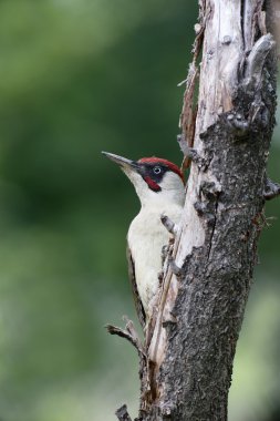 Yeşil ağaçkakan, picus viridis