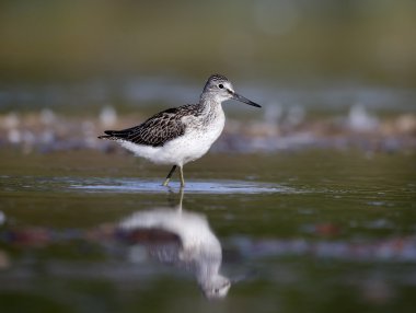 Greenshank, Tringa nebularia,