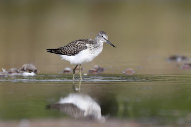 Greenshank, Tringa nebularia,