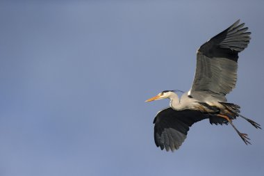 Gri balıkçıl, Ardea cinerea
