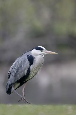 Gri balıkçıl, Ardea cinerea