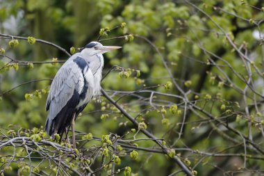 Gri balıkçıl, Ardea cinerea