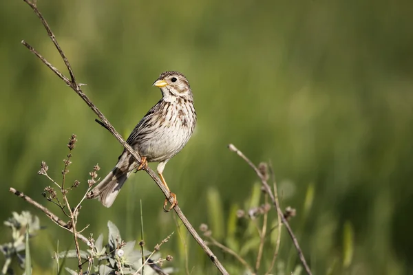 Zigolo di mais, Emberiza calandra , — Foto Stock